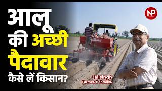 आलू की खेती 40 से 50 gm का कंद 2 से 3 आंखें 15 लाख कल्ले  बम्पर उत्पादन  Potato farming [upl. by Airla]