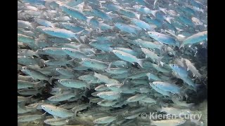 Hornlip Mullet  Oedalechilus labiosus [upl. by Salas]