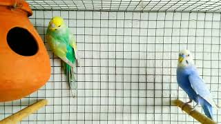 How to Breed Violet Rainbow Budgies  rainbowbudgies violetbudgies budgies [upl. by Nobile]