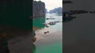 Breeding shellfish in Ha Long Bay shortvideo vietnam [upl. by Garett404]