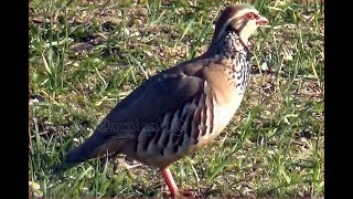 Audio de la perdiz roja [upl. by Dunning]