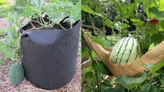 10 Tips To Grow Watermelon In containers No Matter where You Live [upl. by Ladew424]