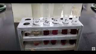 Study of hemolysin Tube hemolysis [upl. by Alioz]