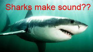 Sharks make sound MIND BLOWN [upl. by Lennor]