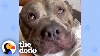 Meet The Most Pampered Pittie Ever  The Dodo [upl. by Sorac40]