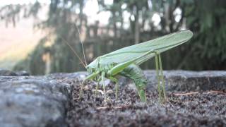 Ponte de la Grande Sauterelle verte Tettigonia viridissima [upl. by Adiazteb789]