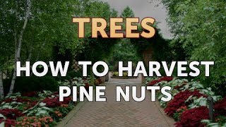 How to Harvest Pine Nuts [upl. by Nyloj660]