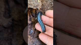 TERNYATA Dalam kulit kayu banyak Millipede kaki seribu  short video snailhunter [upl. by Chitkara519]