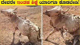 ಇಂತಹ ಶಿಕ್ಷೆ ಯಾರಿಗೂ ಕೊಡಬೇಡಿAnimals Asked People For HelpRj Facts In Kannada [upl. by Joshua864]