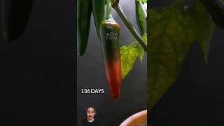 Grow 158 Days  Peter Pepper shorts [upl. by Dadelos164]