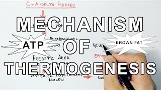 Mechanism of Thermogenesis [upl. by Annoyek490]