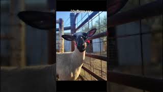 That and southdown wethers stockshowkid [upl. by Neros]