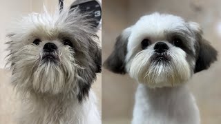 quot¡Mira la transformación Primer corte de pelo para mi cachorro Shitzu en la peluquería caninaquot [upl. by Marys805]