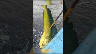 Mahi Mahi Fish Caught Using Live Mackerel Baits fishing fishingvideo oceanfishing [upl. by Sarid74]