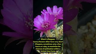 quot5 Fascinating Secrets of Cactus Flowers You Wont Believe [upl. by Ganiats904]