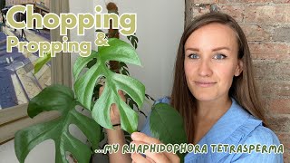 Propagating my HUGE Rhaphidophora Tetrasperma aka Mini Monstera [upl. by Acirfa]