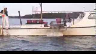 Eastern Shore watermen dredge oysters in Broad Creek [upl. by Notffilc]