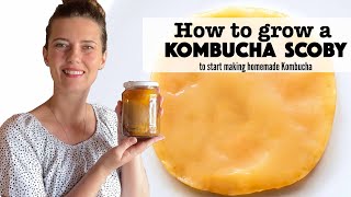 How to Grow your own Kombucha Scoby Part 1 Kombucha Series [upl. by Nireil542]