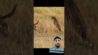 wildlife cheetah animals wild animals nature deer deer lifeshorts ytshorts viral shorts [upl. by Nnovahs]