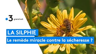 La silphie  le remède miracle contre la sécheresse [upl. by Chon18]