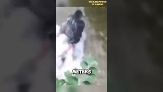 Child Falls into Gorilla Enclosure  Harambe [upl. by Leina542]