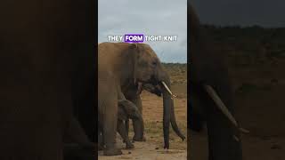 5 Fun Facts About Elephants You Didnt Know [upl. by Dawn328]