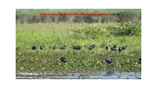 Greyheaded Swamphen Porphyrio poliocephalus မယ်ညို [upl. by Munsey]