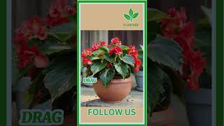 Dragon Wing Begonia Care plant garden indoorplants indoorplanting houseplants gardening [upl. by Assirim878]