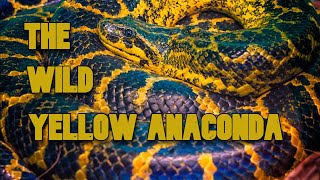 The Yellow Anaconda from Pantanal  Brazil set24 [upl. by Eelitan565]