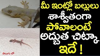 మీ ఇంట్లో బల్లులు శాశ్వితంగా పోవాలంటే అద్బుత చిట్కా ఇదే   ballulu povalante chitkalu [upl. by Ner20]