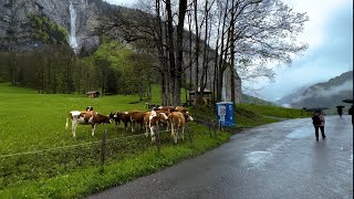 Lauterbrunnen 4K Rainy  Switzerland [upl. by Shipley]