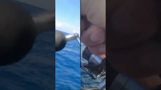 Daiwa Certate SW VS Tuna [upl. by Pump441]