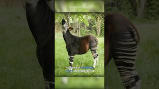 Meet The Forest Giraffe  Okapi animals nature shorts [upl. by Idolah]