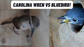 Carolina Wren vs Eastern Bluebird [upl. by Eben313]