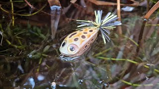 New Frog Bait Gets Demolished Close Up Pike Topwater Smash [upl. by Devaney]