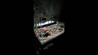 Big Fish Small Pond How to Create the Perfect 120X50X35cm Aquarium  pondonnet [upl. by Ahsenrac308]