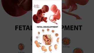 Pregnancy  Early Development  animation 3d short  learn Biology with Aliya [upl. by Ahseer]