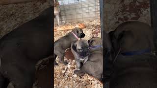 Worlds Strongest Dog Malakli mother protective over her puppies malakli kangal dog [upl. by Donnamarie]