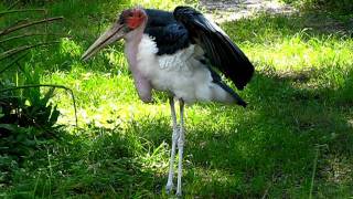 Marabou Stork  Large Bird Walking amp Running  Lowry Park Zoo  Tampa FL Canon S5 IS [upl. by Marie286]