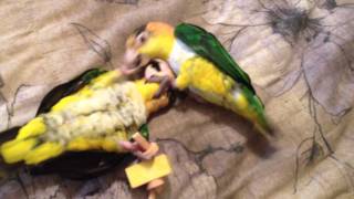 Caiques Playing with Foot Toy [upl. by Nitsraek]