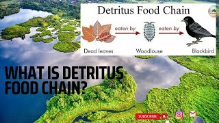 Detritus Food Chain  UPSC [upl. by Geller]