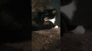 Socializing Spicy Kitten funny pets cat cats cute funnyvideo short fyp lol love kitten [upl. by Mongeau]