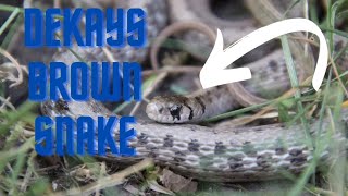 DeKays Brown snakeSnake Facts [upl. by Aztinaj]