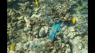 Hawaii reef snorkeling in 4k January 2023 [upl. by Swee]