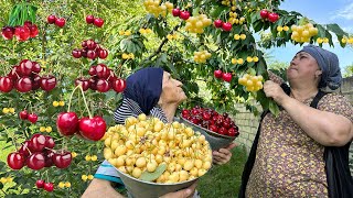 HARVESTING OXHEART Cherries and Making Jam  Village LIfe [upl. by Loria]