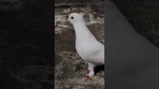 beautiful white pigeon  lotani para [upl. by Lebazi]