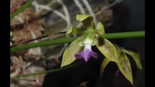 ORQUÍDEA ENCYCLIA BRACTEATA INCRÍVEL FLORAÇÃO [upl. by Manoop]