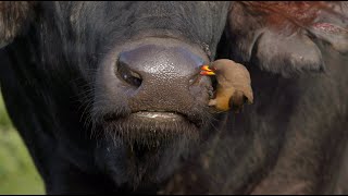 Oxpecker cleaning a buffalo’s nostrils and ears [upl. by Anilehs]