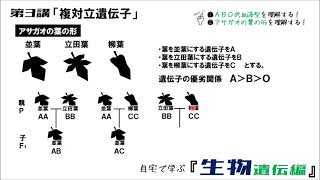 生物遺伝編 第3講「複対立遺伝子」 [upl. by Vtarj28]