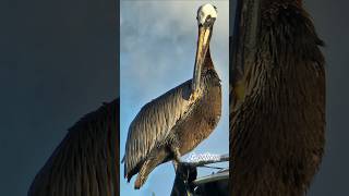 Magique nature pelicans nuage clouds arcenciel rainbow antilles naturelovers faunesauvage [upl. by Daughtry524]